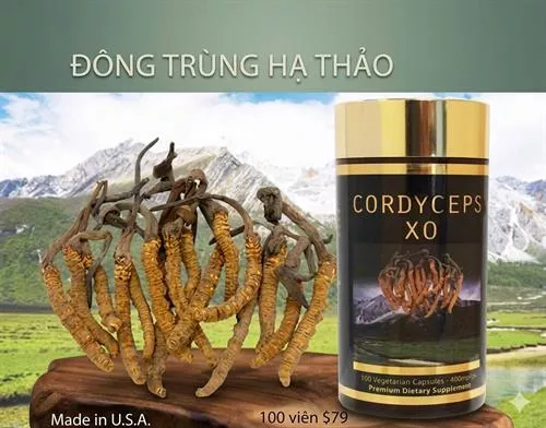 Đông Trùng Hạ Thảo Cordyceps XO – Premium Dietary Supplement